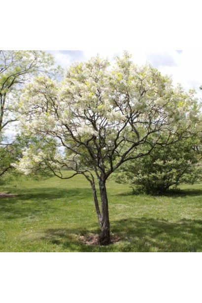 Жовторіг горобинолистий